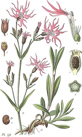 Lychnis flos-cuculi